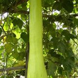 供應(yīng)天下奇瓜---砍瓜種子