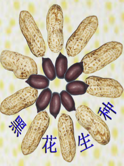 微型種薯脫毒土豆種子原原種