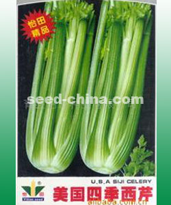 美國四季西芹