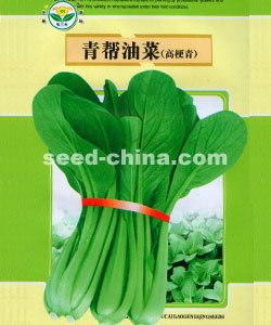 青幫油菜（高梗青）