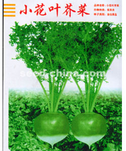 小花葉芥菜