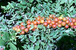 供應(yīng)中華鈣果種苗