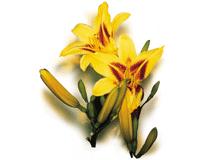 供應(yīng)食用百合種子