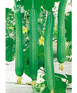 綠領(lǐng)一號香絲瓜