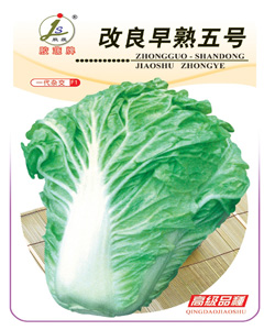 改良早熟5號(hào)