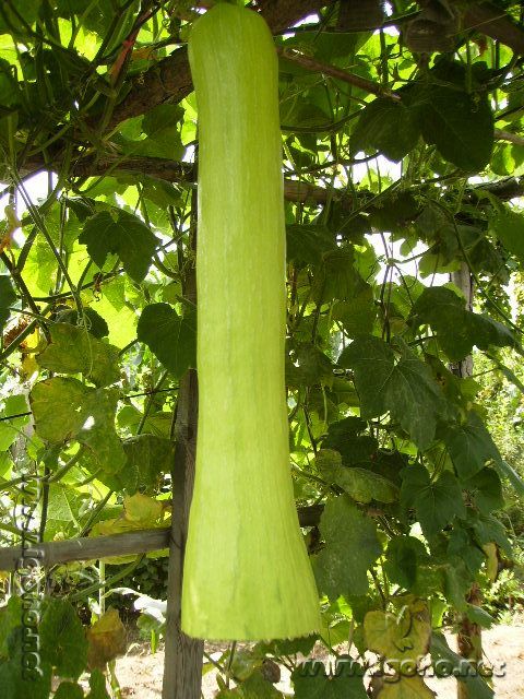 天下奇瓜--砍瓜種子