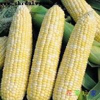 供應(yīng)水果玉米種子