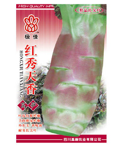 紅秀天香 紫紅萵筍