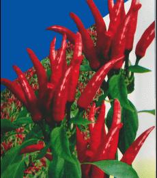 供應(yīng)韓豐一號(hào)朝天椒種子