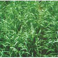 供應(yīng)意大利黑麥草種子