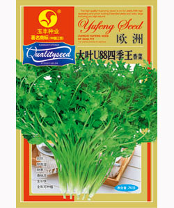 大葉u88四季王香菜