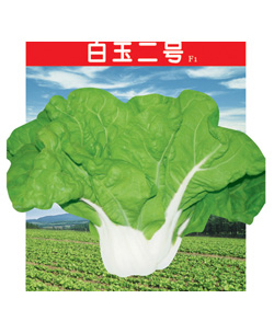 白玉二號(hào)