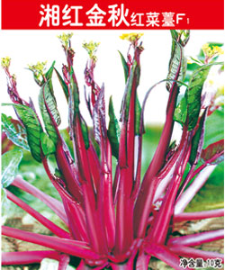 湘紅金秋紅菜薹F1