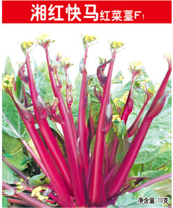 湘紅快馬紅菜薹F1