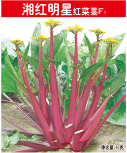 湘紅明星紅菜薹