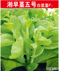 湘早薹五號白菜薹F1