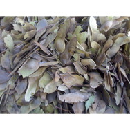 木荷種子、美國紅楓種子等