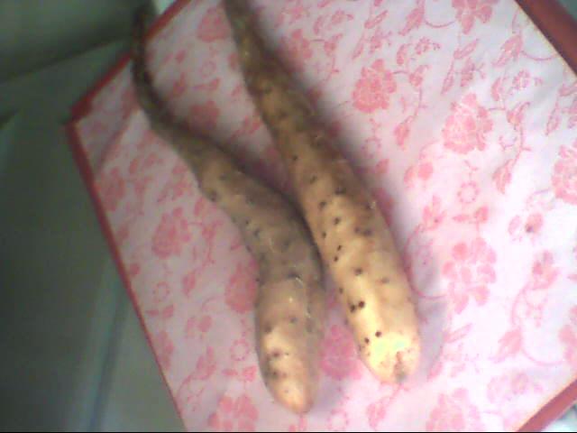 山藥種子，山藥種苗