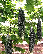 防老抗癌的黑色食品—黑苦瓜種子 