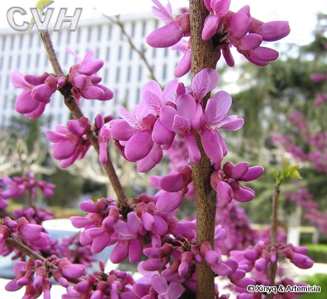藍(lán)花楹種子、羅漢松種子等