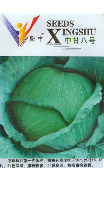 中甘八號(hào)甘藍(lán)01