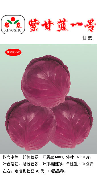 紫甘藍(lán)一號(hào)