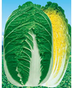 春香--黃心白菜