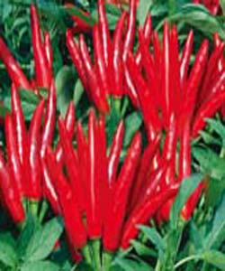 天星三號--朝天椒