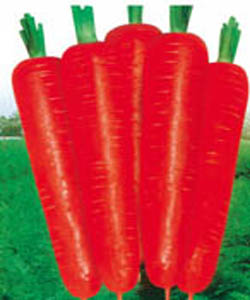 東洋無敵胡蘿卜