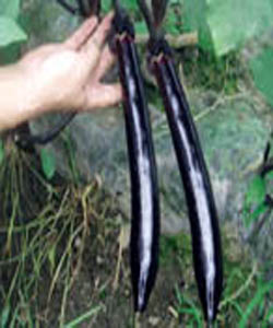 東洋黑艷長--茄子