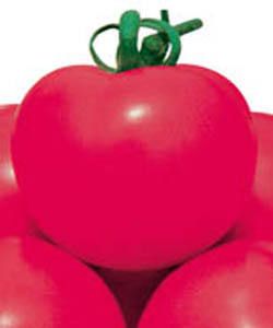 東洋粉冠--番茄