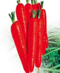 東洋超級新黑田胡蘿卜