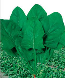 第一夏神--波菜