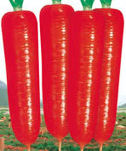 東洋特級新黑田胡蘿卜