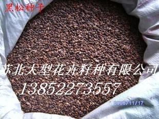 供應(yīng)：羅漢松種子，藍(lán)花楹種子，黑松種子，玉蘭種子，毛竹種子
