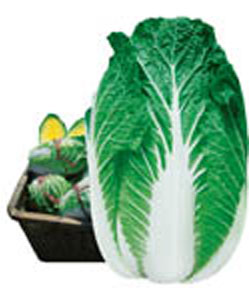 CR美麗特（特抗根腫病）