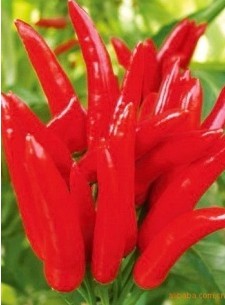 供應(yīng)辣椒種子－天艷203