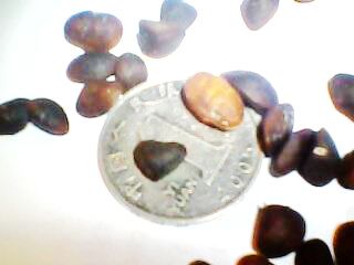 出售樂昌含笑種子