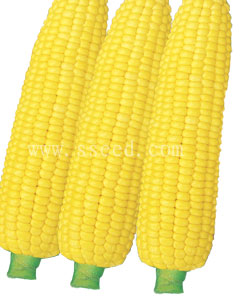 甜玉米二號(hào)
