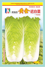 黃金遲白菜