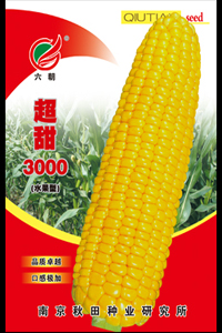 超甜3000（水果型）