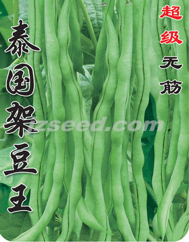 泰國(guó)架豆王