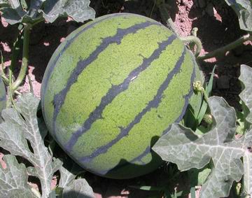 大地雷西瓜 懶漢西瓜 京欣類西瓜種子 -鄭州圓龍10號