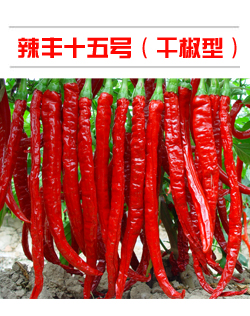 辣豐十五號(hào)（干椒型）