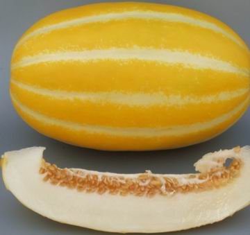 極早熟甜瓜 厚薄皮甜瓜 種子 甜瓜種子—黃籽蜜瓜