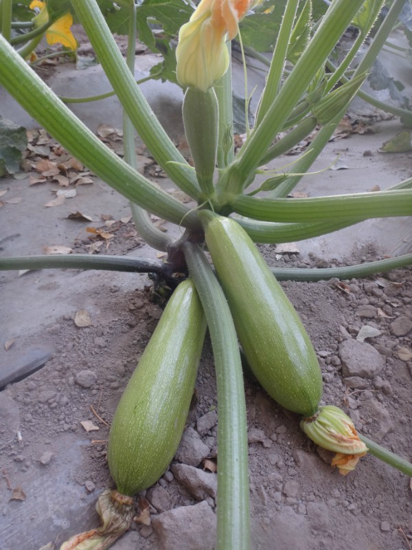 早熟高產(chǎn) 越冬早春保護地專用 蔬菜種子 西葫蘆種子—中原新星