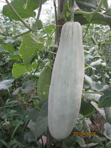 香瓜種子 極早熟甜瓜種子 薄皮甜瓜新品種 -中原新羊角蜜