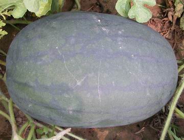 抗重茬西瓜種子 西瓜新品種 西瓜種子-豐收567