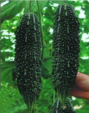 供應特菜-黑苦瓜種子