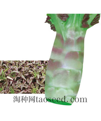 紅尖筍一號(hào)